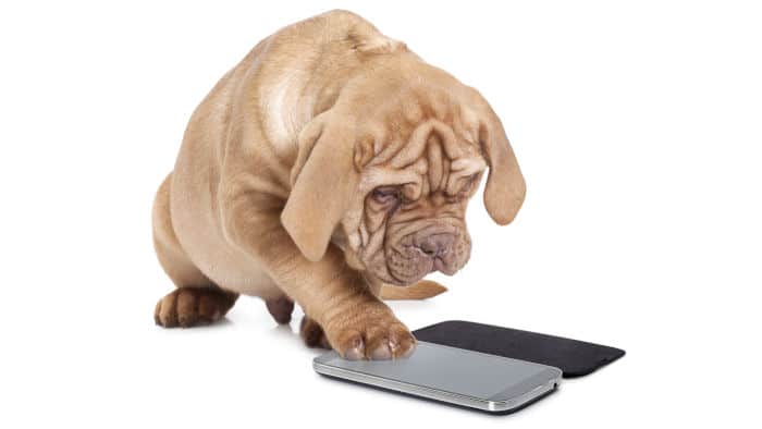 Dog using a mobile phone