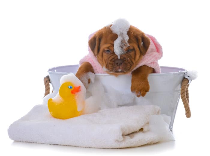 dirty dog and duck