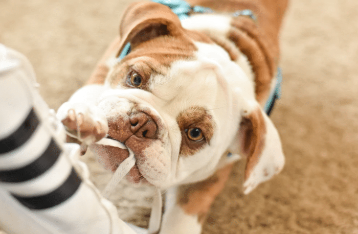 What if my pet causes damage?