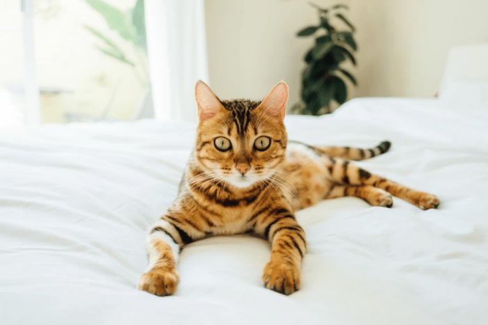 Cat on a bed